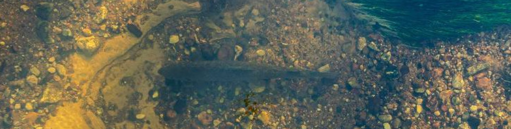 The Neris as a Front Line: Smuggling, Radiation, and Evacuation by River